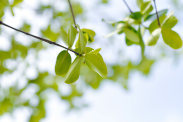 Terminalia ivorensis A Chev, Black afara or COMBRETACEAE and sky background
