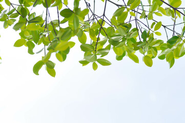 Obraz premium Terminalia ivorensis A Chev, Black afara or COMBRETACEAE and sky background