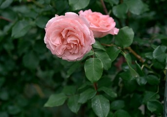 Fluffy pink roses have bloomed in the garden. Delicate petals against a dark background. Photo 1