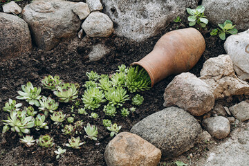succulent spill from clay pot in rock garden outdoors