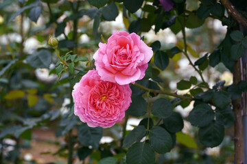 Pink roses are symbols of love