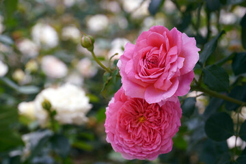 Pink roses are symbols of love