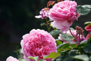 Fototapeta premium Pink roses are symbols of love