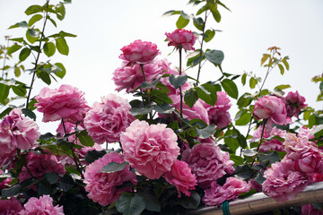 The Painting of a Bowing Rose