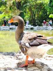 Fototapeta premium Closeup view of a majestic grey goose by the pond in the national garden of Athens, Greece, surrounded by lush greenery and visitors on a bright sunny summer day.
