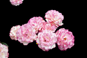 Pink roses are symbols of love