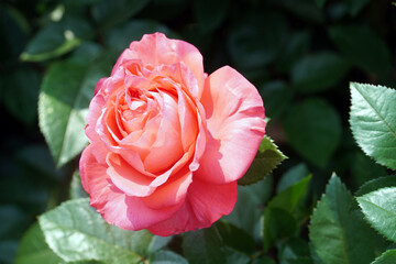 Pink roses are symbols of love