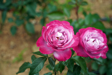 rose, pink rose,