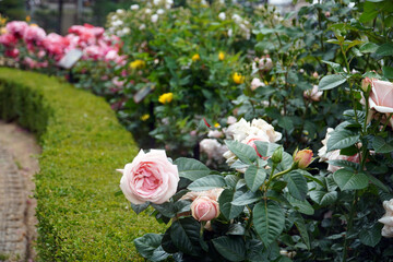 rose, pink rose,