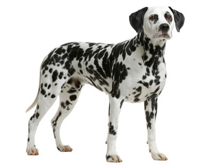 Full size dolmatian dog breed photo isolated on white background