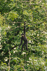 Gibbon climbs among branches with extraordinary human poses