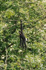 Gibbon climbs among branches with extraordinary human poses