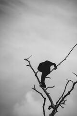 Gibbon climbs among branches with extraordinary human poses