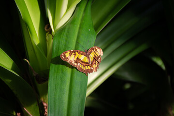 yellow and black butterfly illuminated by the setting sun