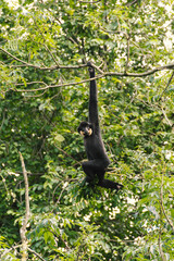 Gibbon climbs among branches with extraordinary human poses