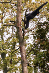 Gibbon climbs among branches with extraordinary human poses