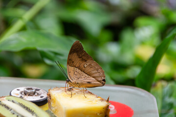 Papilio demoleus rare butterfly found in Asia and Oceania
