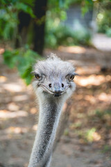 close-up of ostrich face for meme