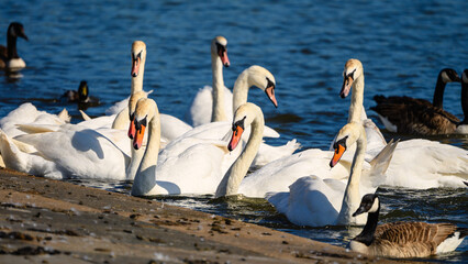 Group of Mute Swans in country park lake, with a large lake which is home to many species of birds, located near the Northumberland coastline