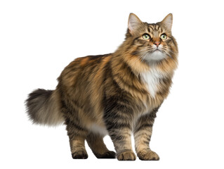 Obraz premium Full-length photo of a Cane Coon cat isolated on a white background