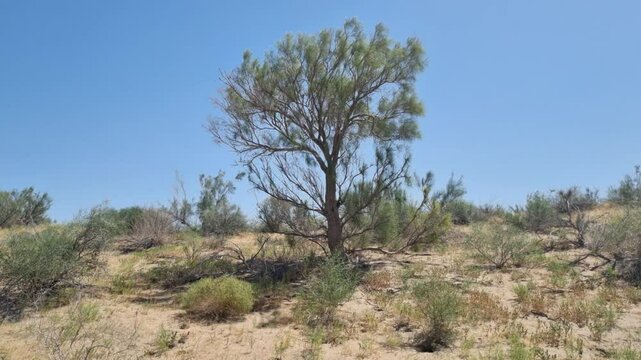 saxaul tree in the desert kazakhstan