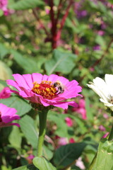 Obraz premium pink flowers