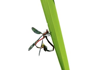 Large Red Damselflies Mating isolated on a white background 