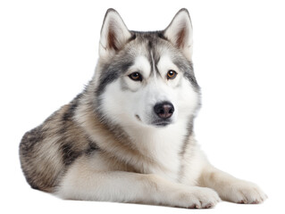 Fototapeta premium Photo of husky breed dog sitting, isolated on white background