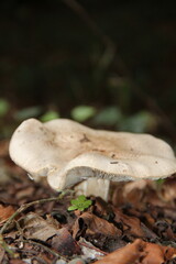 mushroom in the forest