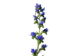 viper's bugloss (Echium) isolated on a white background 