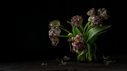 A bouquet of wilted parrot tulip flowers on the black background. Symbol of death, mourning, and...