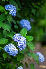 日陰に咲く青色の紫陽花たち