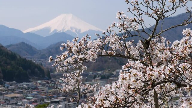 Mount Fuji over Cherry Blossoms and Otsuki City Captured from Mt. Iwadono (ZOOM OUT)