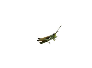 Green grasshopper isolated on a white background 