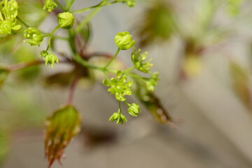Acer pictum mono, a Korean maple tree used for sap harvesting in spring. This image includes its young leaves, flowers, and trunk tapped for sap.
