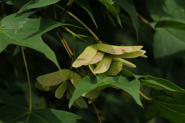 Acer pictum mono, a Korean maple tree used for sap harvesting in spring. This image includes its...