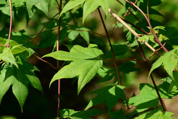 Acer pictum mono, a Korean maple tree used for sap harvesting in spring. This image includes its...
