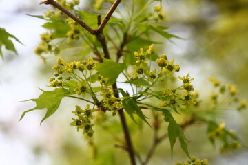 Acer pictum mono, a Korean maple tree used for sap harvesting in spring. This image includes its young leaves, flowers, and trunk tapped for sap.
