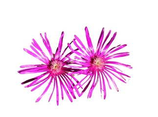 Obraz premium Trailing ice plant, lampranthus spectabilis isolated on a white background 