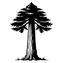 Sequoia tree dramatic pencil sketch in black and white forest drawing