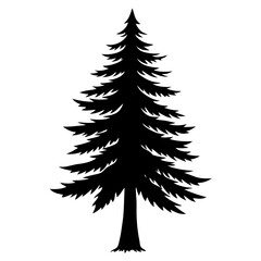 Sitka spruce tree pencil sketch with dramatic lines in black and white