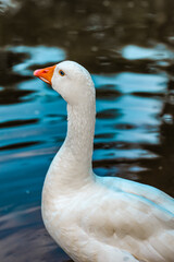 goose on the water