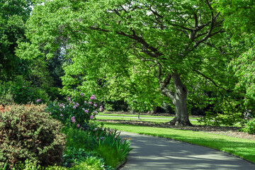 Beautiful alley in the park in spring