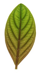 Obraz premium Single green leaf with detailed veins isolated on white background