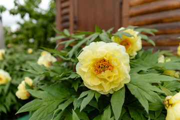 Close-up of blooming yellow peony flower in a garden with lush green foliage. Beautiful spring or early summer floral background with soft natural light.