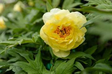 Close-up of blooming yellow peony flower in a garden with lush green foliage. Beautiful spring or early summer floral background with soft natural light.