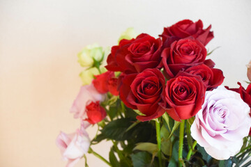 カラフルな薔薇