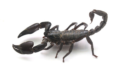 Close-up of scorpion against white background