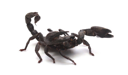 Emperor Scorpion against white background.