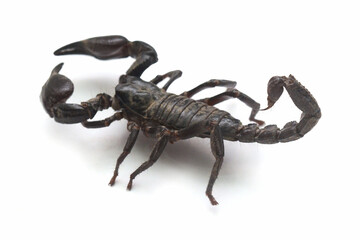 Scorpius 